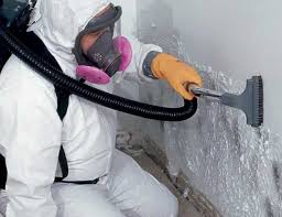 Best Environmental Consulting for Mold Prevention  in Stony Prairie, OH